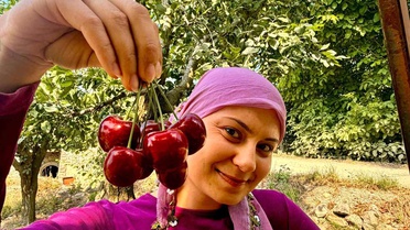 Afyonkarahisar'da Kiraz Hasadı Başladı