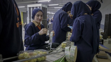 Malatya'da Yaş Kayısı İhracatı Devam Ediyor