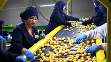 Malatya'da Kayısı İhracatı Başladı