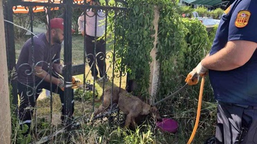 Parmaklıklara sıkışan köpek kurtarıldı