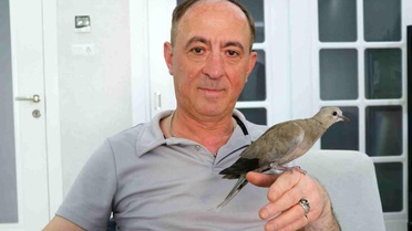 Karga Saldırısına Uğrayan Kumru Kurtarıldı