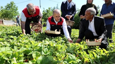 Vali Hatipoğlu Çilek Hasadına Katıldı