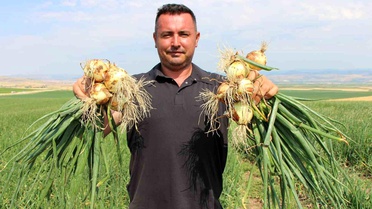 Amasya'da Soğan Fiyatları Çaydan Ucuz