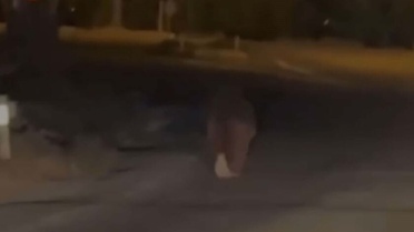 İzmir'de ayı dehşeti! Balkonda uyurken canını aldı, bir de 20 metre sürükledi