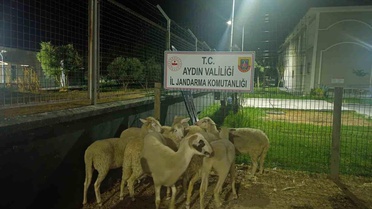Aydın'da Koyun Hırsızlığı: 8 Koyun Bulundu