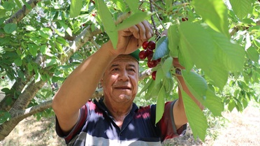 Uluborlu'da Kiraz Hasadı Başladı