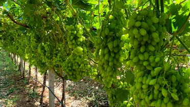 Manisa'da Bağlar İçin Sıcaklık Uyarısı