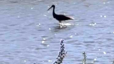 Kara Leylek Çoruh Nehri'nde Avlanıyor