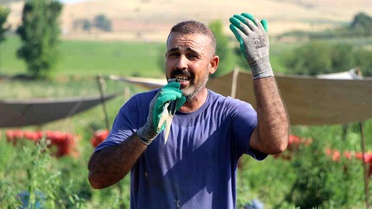 Soğan Tarlasındaki Şarkıcı Rüya Peşinde