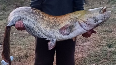 Amatör balıkçı oltayla 35 kilo yayın balığı yakaladı