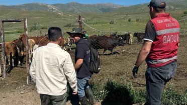 Bayburt'ta 15 İthal Angus Gebe Düve Teslim Edildi