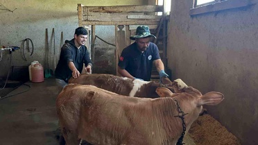 Bayburt'ta Buzağı Aşılama ve Küpeleme Tamamlandı