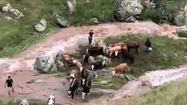 Kağızman'da Suya Kapılan İnekler