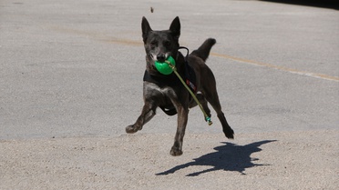 Eskişehir'in Dedektör Köpekleri Uyuşturucuyla Mücadelede