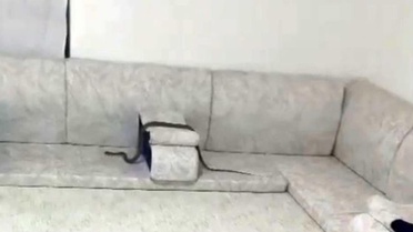 Misafir bekliyordu yılan geldi! Karşısında görünce neye uğradığını şaşırdı