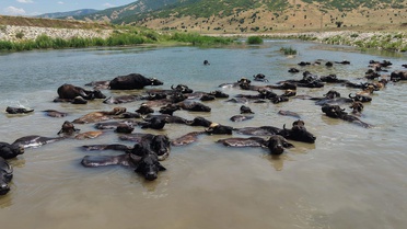 Muş'ta Afrika'yı andıran manzaralar