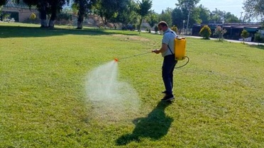 Sakarya Nehri kıyısında haşereye karşı yoğun mesai