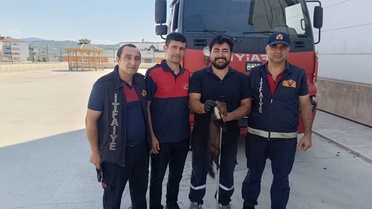 Alaplı'da Sansar Yakalandı