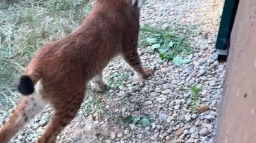 Edirne'de Kaçak Vaşak ve Serval Kedisi Ele Geçirildi
