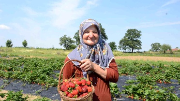 Hobiyle Başladı, 42 Dönüm Çilek Yetiştiriyor