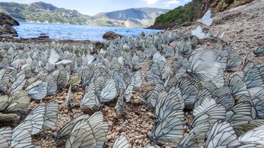Nemrut Krater Gölü'nde kelebek şöleni