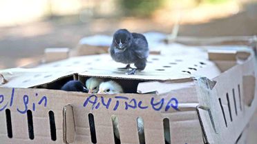 Otobüsle Bursa'dan Antalya'ya karton koliler ile 700 civciv gönderdiler