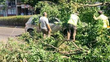 Seyir halindeki otomobilin üzerine ağaç devrildi