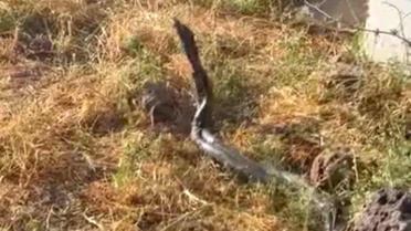 Çınar'da Uzun Yılanlar Görüntülendi
