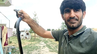 Kurtalan'da Yılanı Çıplak Elle Yakaladı