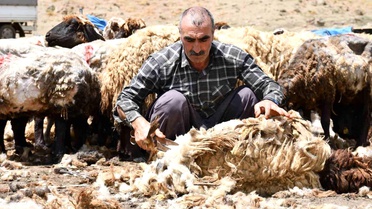 Şırnak'ta koyun kırkma mesaisi başladı