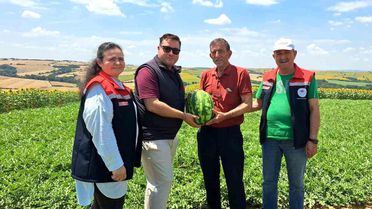 Hayrabolu'da Karpuz Hasadı Başladı