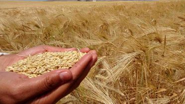 Yozgat'ta Arpa Hasadı Yapıldı