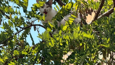 Antalya'da ağaçtan inemeyen kedi vinç yardımıyla kurtarıldı