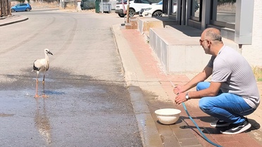 Düşen Leylek Yavrusuna İtfaiye Yardımı