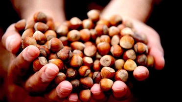 Düzce Fındık İhracatı Yılın İlk Yarısında 5 Bin 973 Ton