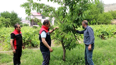 Kiraz Üretiminde Bolluk ve Bereket
