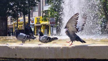 Kuşlar Sıcaklarda Süs Havuzunda Serinliyor