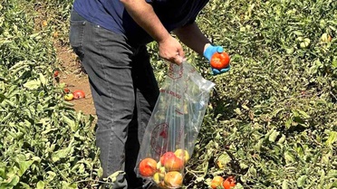 Köşk'te Domateslerde İlaç Kalıntısı Kontrolü
