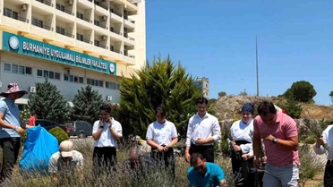 Lavanta kokulu okulda hasat heyecanı yaşandı