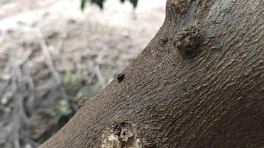 Kozan'da Biyolojik Mücadele İle Narenciye Korunuyor