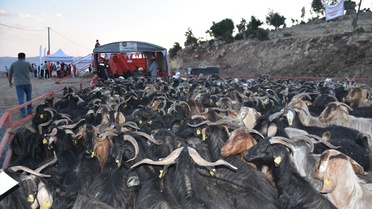 Şırnak'ta 600 Bin Hayvan Kontrol Altında