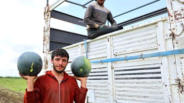 Adana Karpuz Hasadında Son Aşama