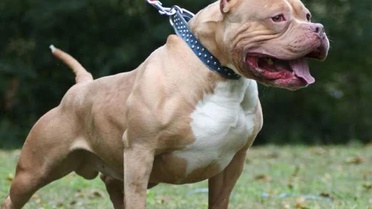 Almanya'da pitbull saldırısı: 4 yaşındaki kız hayatını kaybetti
