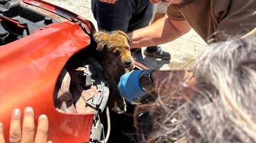 Tampon'a Sıkışan Yavru Köpek Kurtarıldı