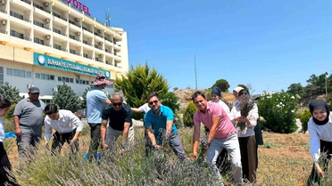 Burhaniye'de 'Lavanta Kokulu Okul' da hasat heyecanı