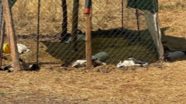 Diyarbakır'da başıboş köpekler 15 kuzuyu telef etti
