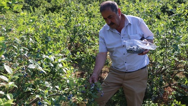 Emekli Maden İşçisi Yaban Mersini Üreticisi Oldu