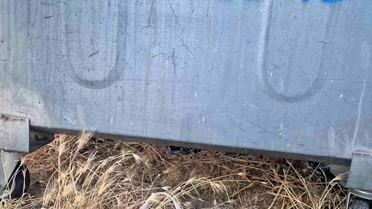 Eskişehir'de Yavru Kedi Kurtarıldı