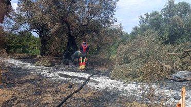Havran'da Zeytinlikte Yangın Kontrol Altına Alındı