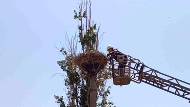 İpe dolanan leyleğin yardımına itfaiye yetişti